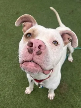 An adult large-sized male White / Cream Pit Bull Terrier dog named Pink Floyd for adoption in Kansas City, MO