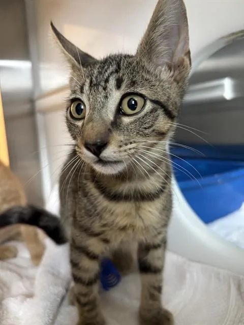 A baby small-sized male Domestic Short Hair cat named Bob for adoption in Pearland, TX