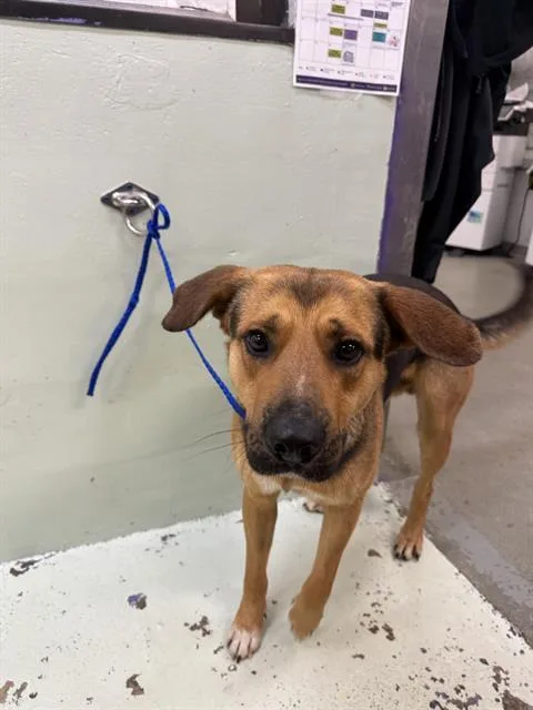 A young medium-sized male German Shepherd Dog dog named Hans for adoption in Houston, TX