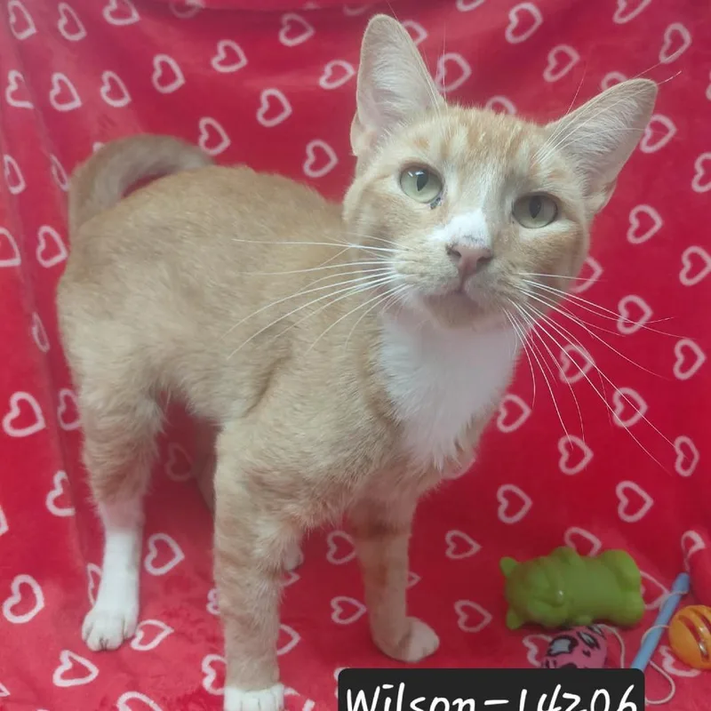 An adult small-sized male Domestic Short Hair cat named Wilson for adoption in New Tazewell, TN
