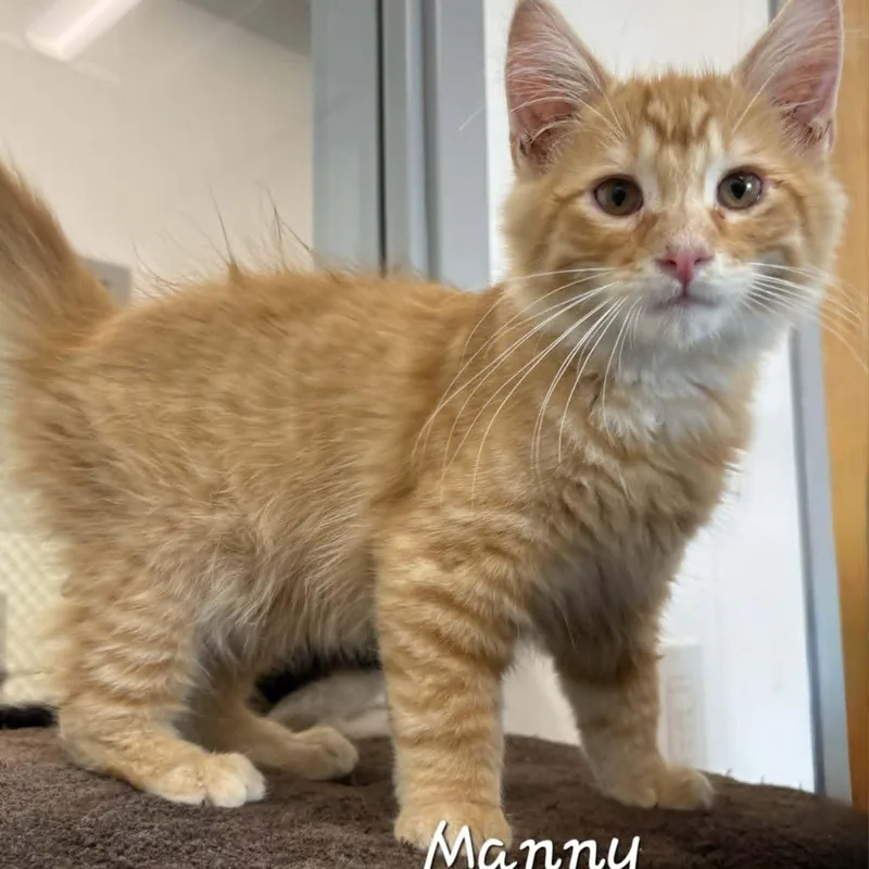 A baby medium-sized male Orange & White Domestic Medium Hair cat named Manny for adoption in Rushville, IL
