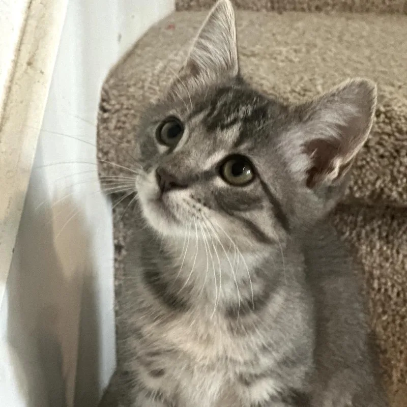 A baby small-sized male Gray / Blue / Silver Domestic Short Hair cat named Ben for adoption in Fort Worth, TX