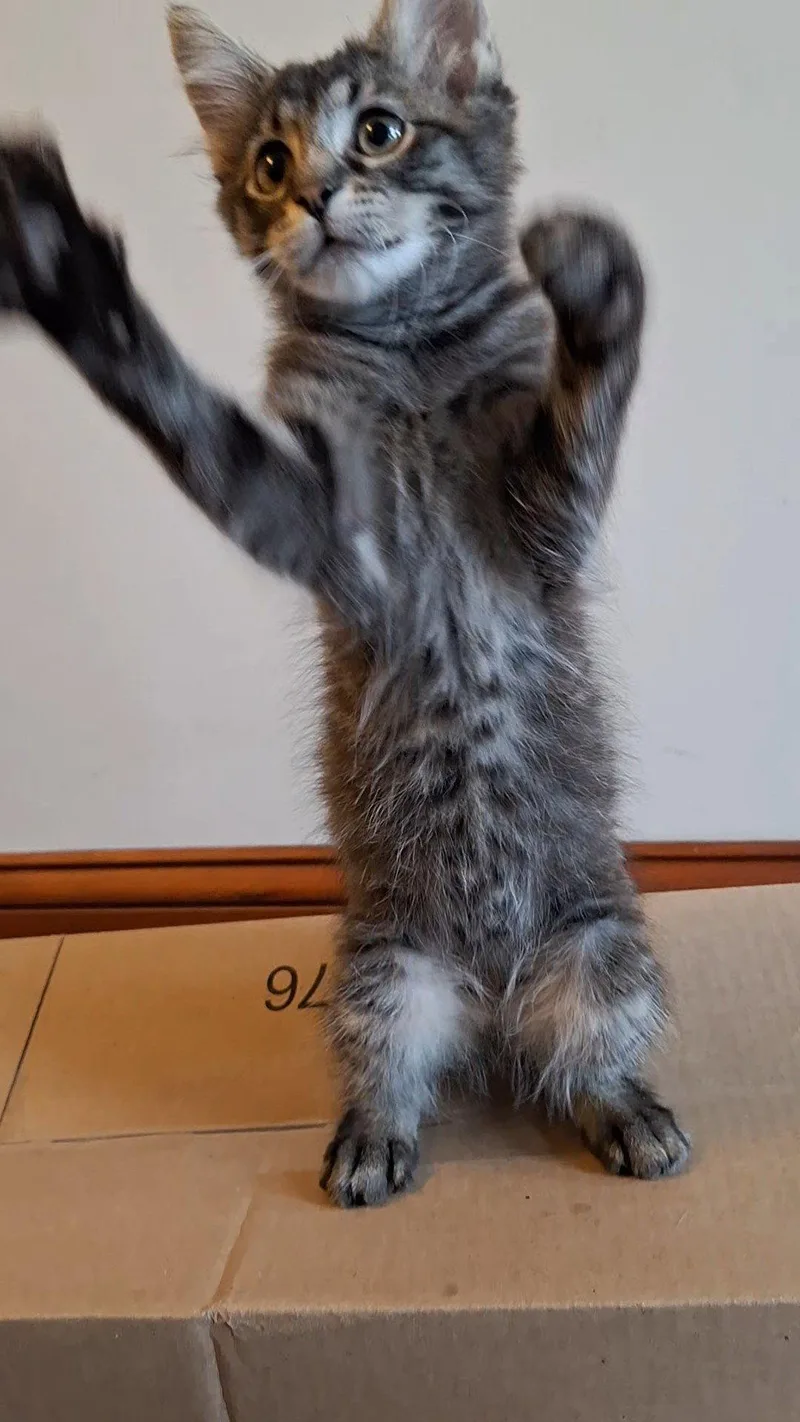 A baby medium-sized male Domestic Long Hair cat named Screech: DLHDMH for adoption in Greenville, DE