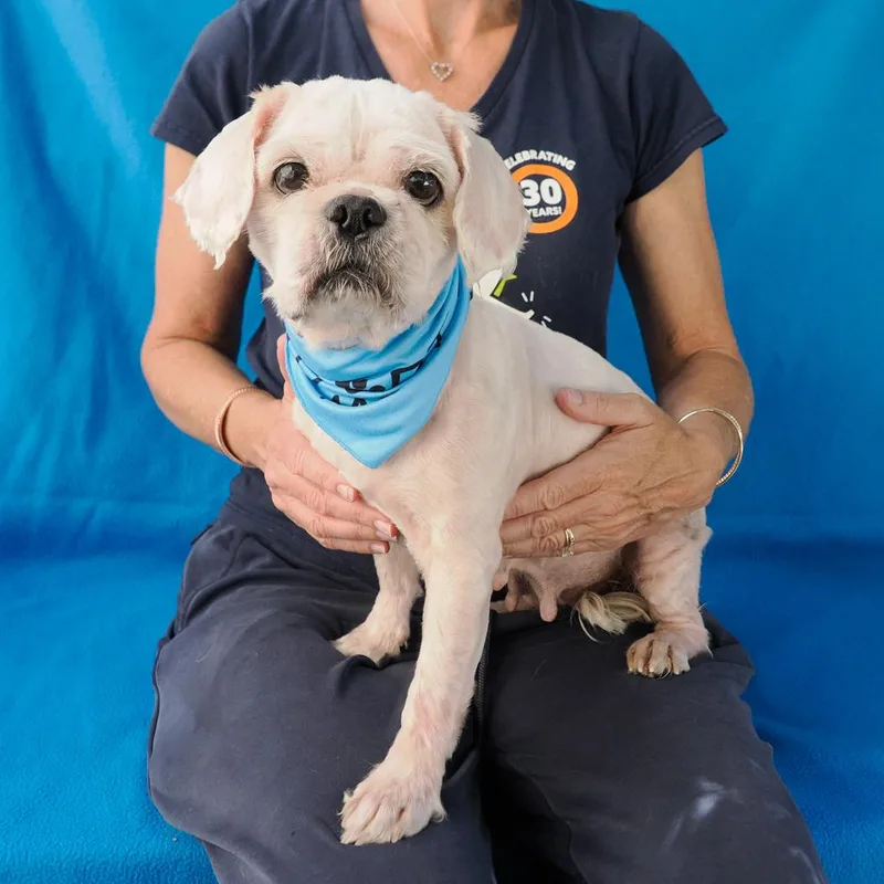 An adult small-sized female White / Cream Shih Tzu dog named Anchor for adoption in Point Richmond, CA