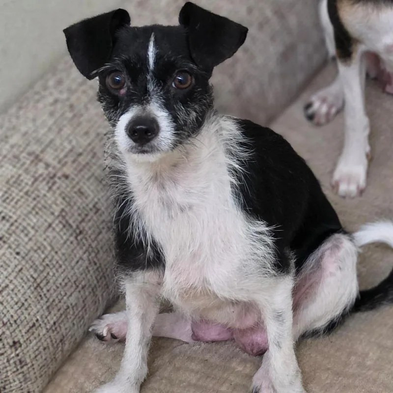 An adult small-sized female Black Terrier dog named Little Bit  Chino for adoption in Chino Hills, CA