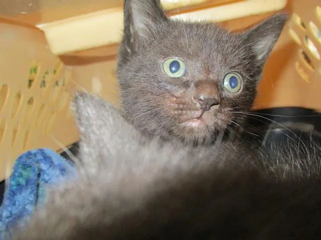 A baby small-sized male Domestic Short Hair cat named Beetle for adoption in Ocala, FL