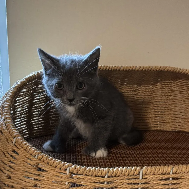 A baby small-sized male Gray / Blue / Silver Domestic Short Hair cat named David Meowie for adoption in Tacoma, WA