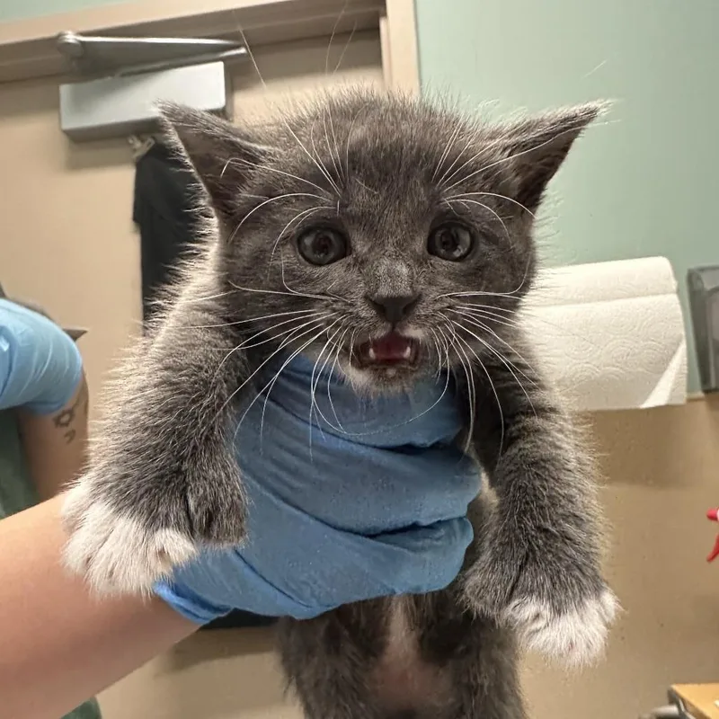 David Meowie thumbnail 2