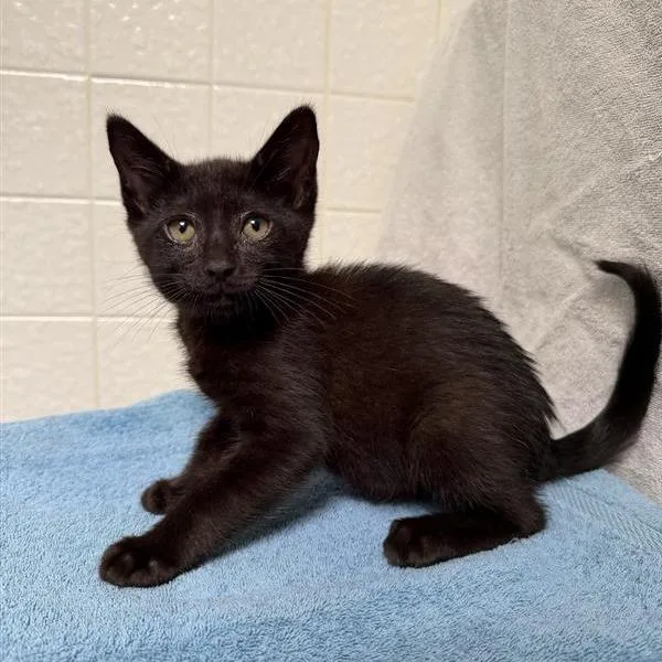 A baby small-sized male Black Domestic Short Hair cat named Phil for adoption in Hawthorne, CA