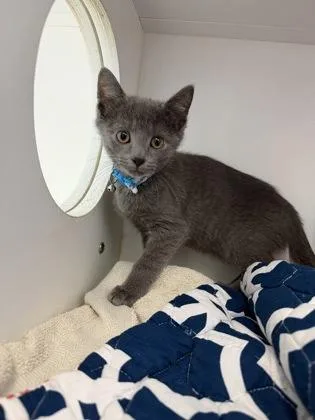 A baby small-sized male Domestic Short Hair cat named Nick for adoption in Manteo, NC