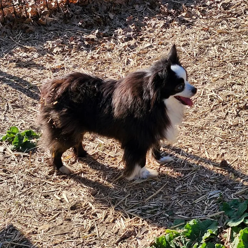 Zoe Girl