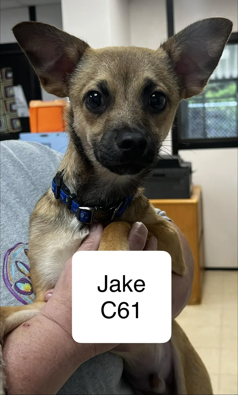 A young small-sized male Bicolor Chihuahua dog named Jake C for adoption in Morganton, NC
