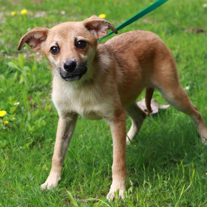 A young small-sized male Yellow / Tan / Blond / Fawn Chihuahua dog named Ct Scooby for adoption in Stormville, NY