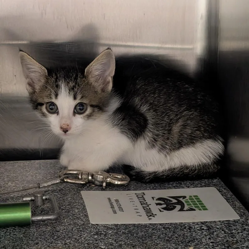 A baby small-sized female Gray / Blue / Silver Domestic Short Hair cat named Jane for adoption in Emporia, KS