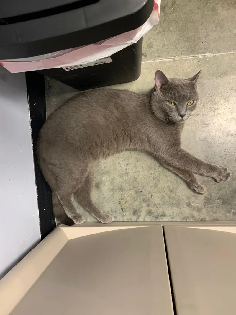 A young medium-sized male Gray / Blue / Silver Domestic Short Hair cat named Pop Rocks for adoption in Richmond, VA