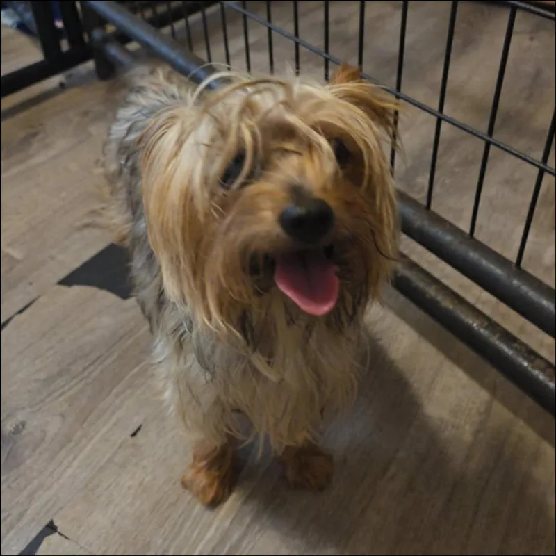 An adult small-sized female Yorkshire Terrier dog named Precious for adoption in Thompson Falls, MT