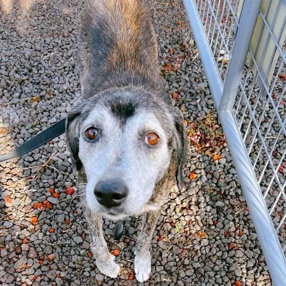 A senior medium-sized female Brindle Mixed Breed dog named Queenie for adoption in Volcano, HI