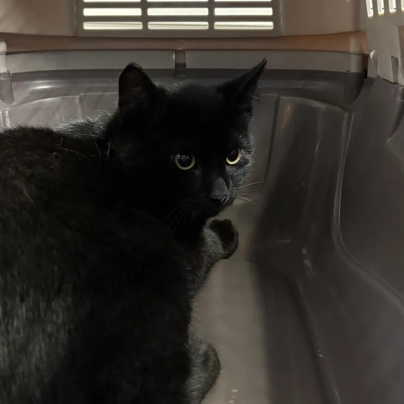 A young medium-sized male Black Domestic Short Hair cat named Lentil for adoption in Walden, NY