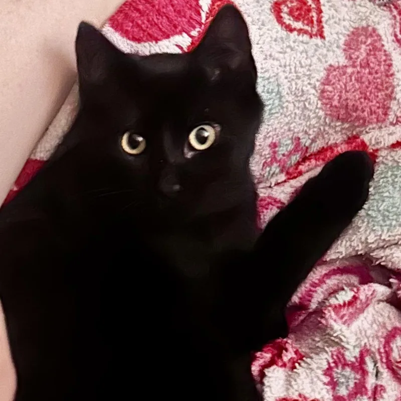 Lentil thumbnail 2