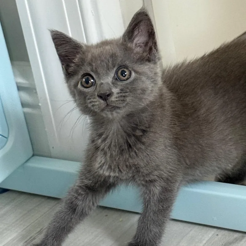 A young medium-sized female Gray / Blue / Silver Domestic Short Hair cat named Teriyaki for adoption in Parkland, FL