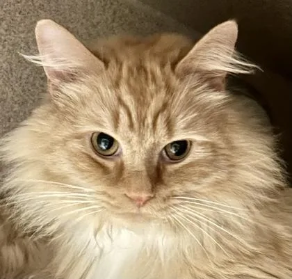 An adult large-sized male Domestic Long Hair cat named Leo The Lion for adoption in Washington, DC