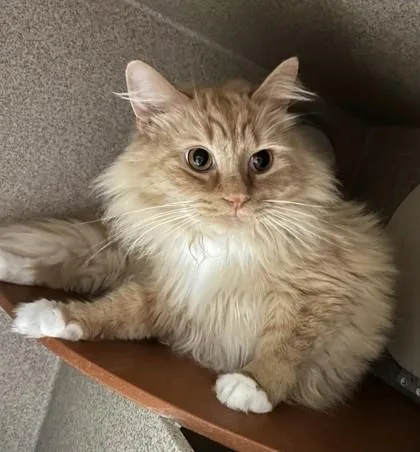 Leo The Lion thumbnail 2