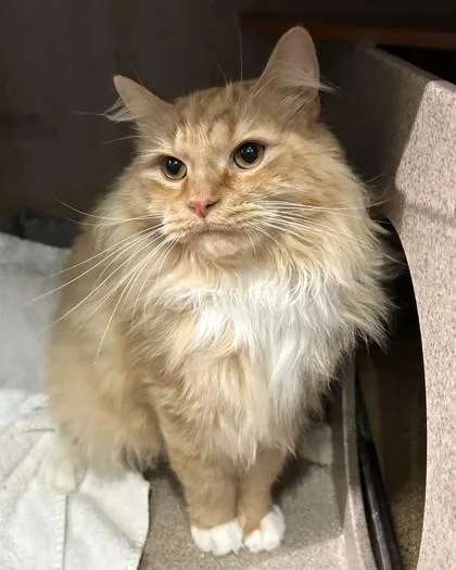 Leo The Lion thumbnail 3