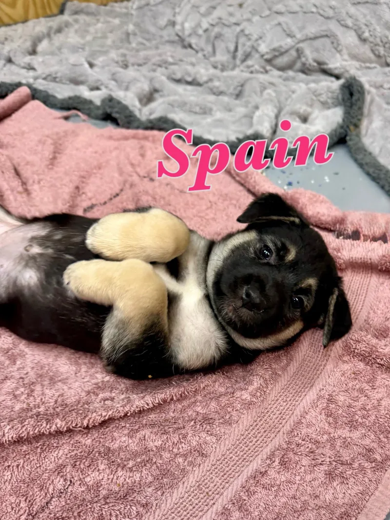 Spain thumbnail 2