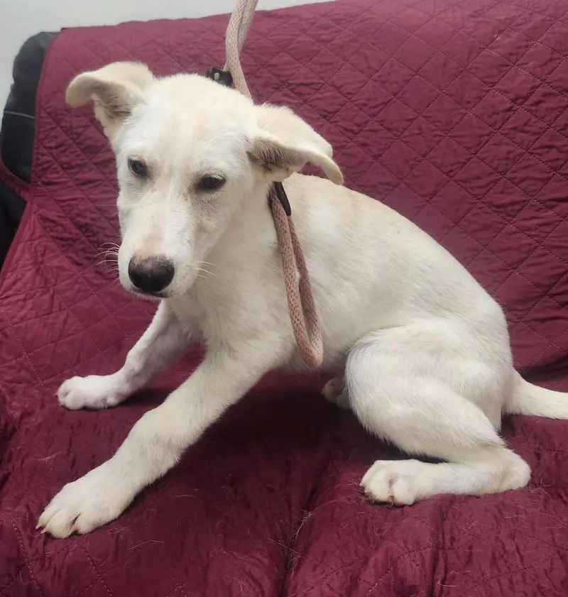 A baby large-sized male Shepherd dog named Segway for adoption in Little Rock, AR