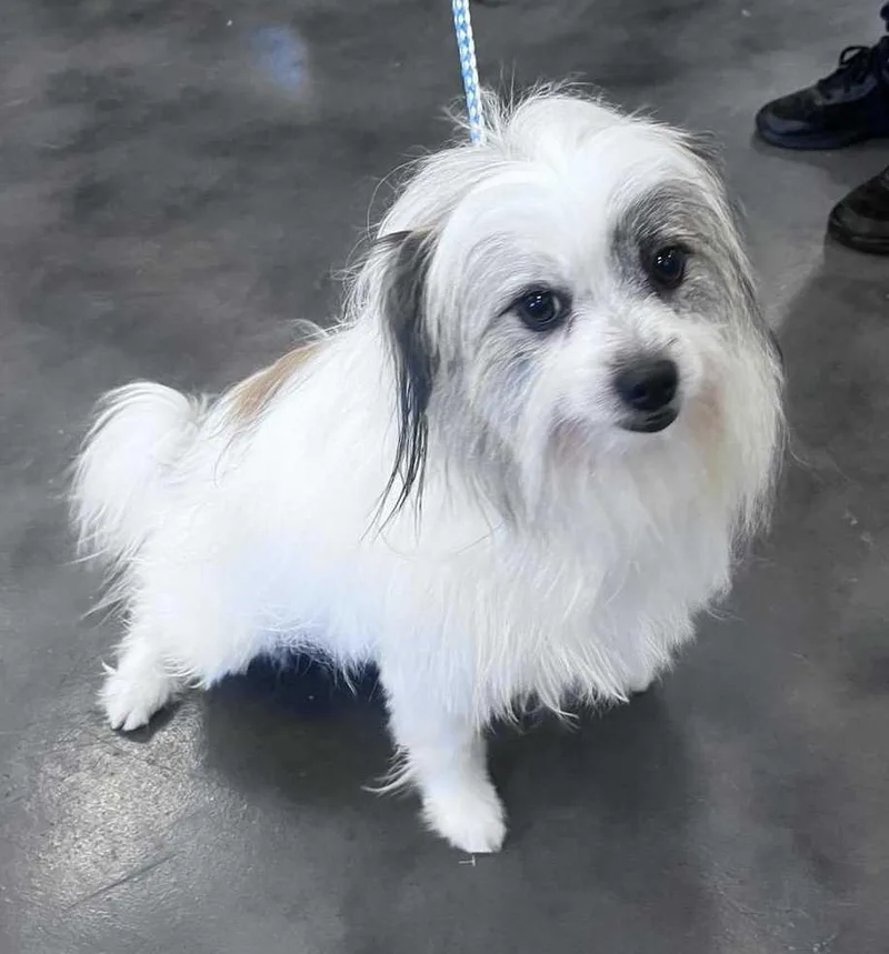 A young small-sized male Tibetan Terrier dog named White Coco for adoption in Las Vegas, NV