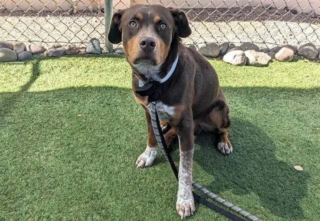 A young large-sized male Border Collie dog named Fritz for adoption in Mesa, AZ