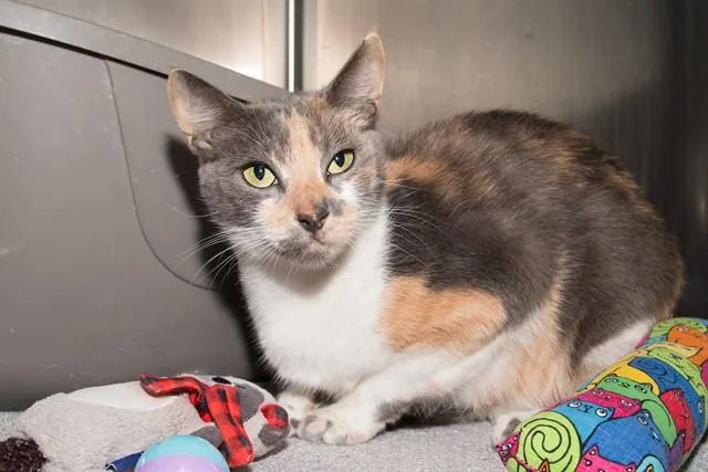 A young medium-sized female Domestic Short Hair cat named Cynthia for adoption in Santa Monica, CA