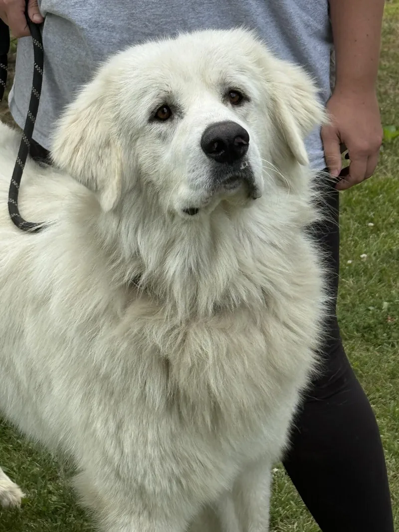 A young large-sized male Great Pyrenees dog named Walt Whitman for adoption in Meherrin, VA