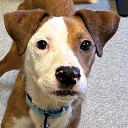 An adult medium-sized male Brown / Chocolate Mixed Breed dog named Rally for adoption in Lansing, MI