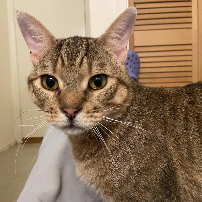 A young medium-sized male Tabby (Tiger Striped) Extra-Toes Cat / Hemingway Polydactyl cat named Neufie for adoption in Miami, FL