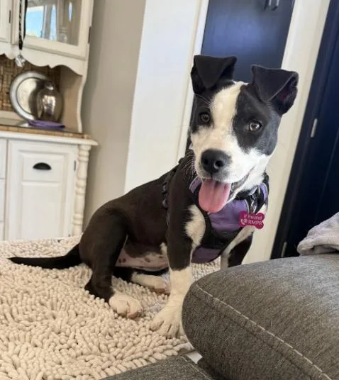 A baby small-sized female Pit Bull Terrier dog named Lola for adoption in Broomfield, CO
