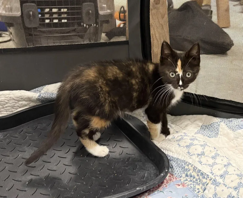 A young medium-sized female Black & White / Tuxedo Domestic Short Hair cat named Kira for adoption in Mc Cormick, SC