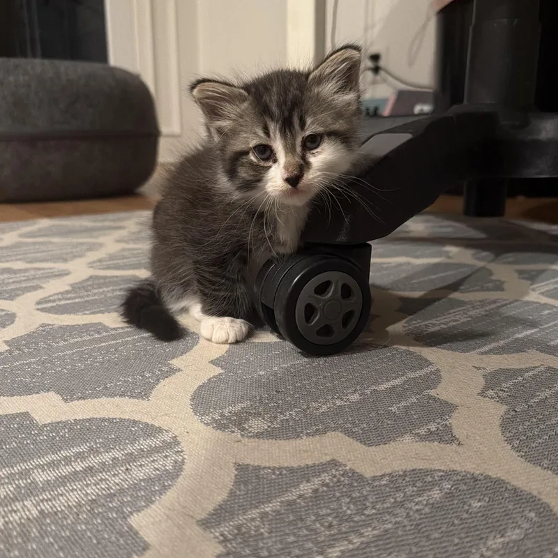 A baby medium-sized female Gray & White Domestic Short Hair cat named Tahani for adoption in Rochester Hills, MI