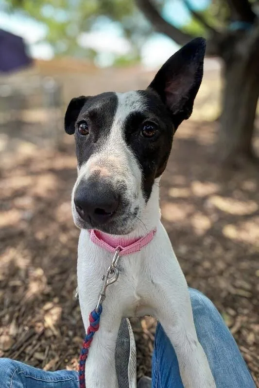 An adult large-sized female White / Cream Mixed Breed dog named Two for adoption in Cincinnati, OH