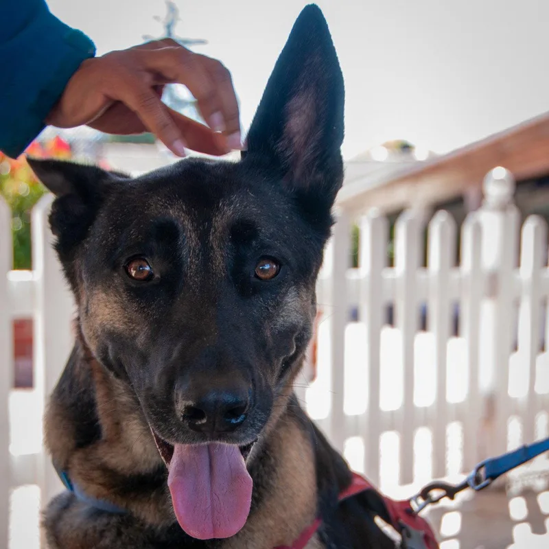 An adult large-sized male German Shepherd Dog dog named Milo for adoption in San Jose, CA