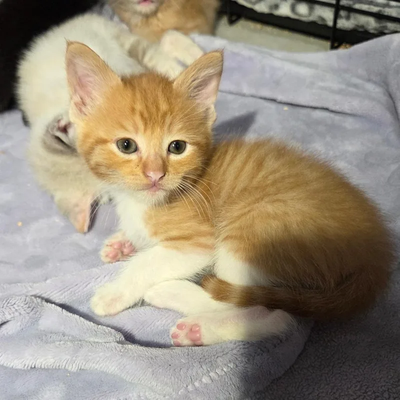 A baby small-sized male Orange / Red Domestic Short Hair cat named Shaolin for adoption in San Diego, CA