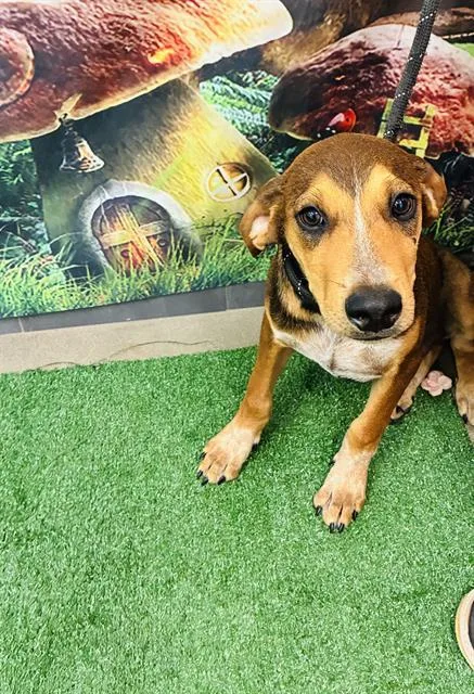 A baby medium-sized male Redbone Coonhound dog named Lucky Day for adoption in Globe, AZ
