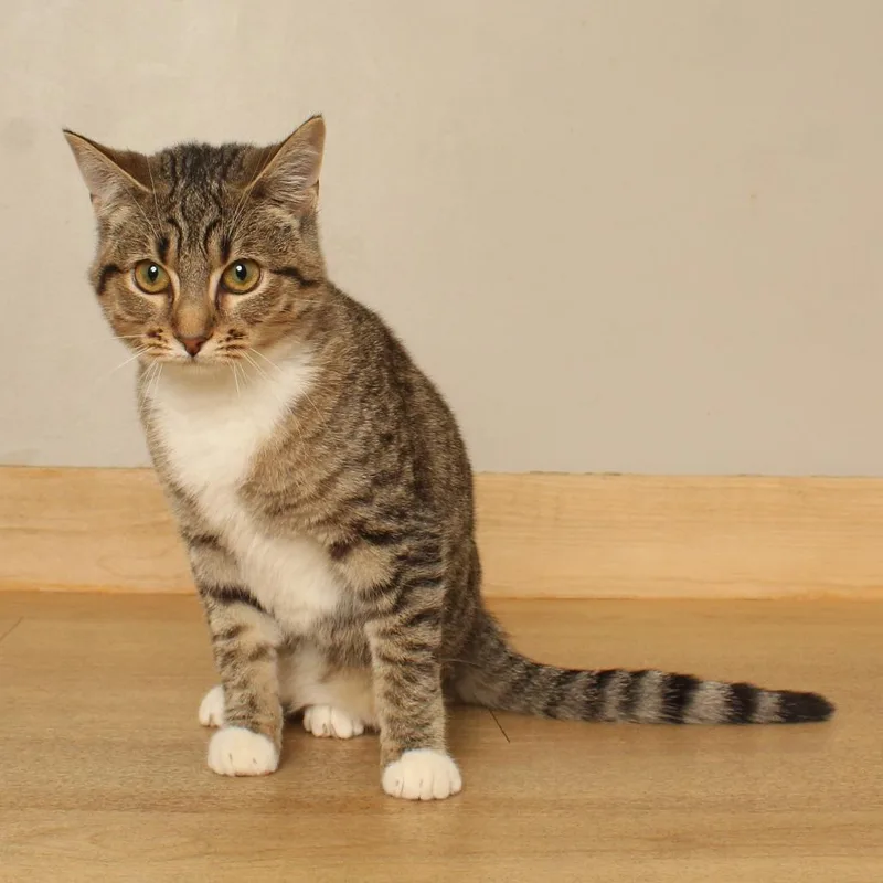 A baby medium-sized female Brown / Chocolate Domestic Short Hair cat named Jojo C for adoption in Minnetonka, MN