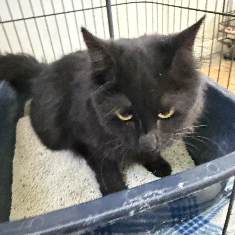 A baby medium-sized female Black Domestic Long Hair cat named Fiona for adoption in Deming, NM