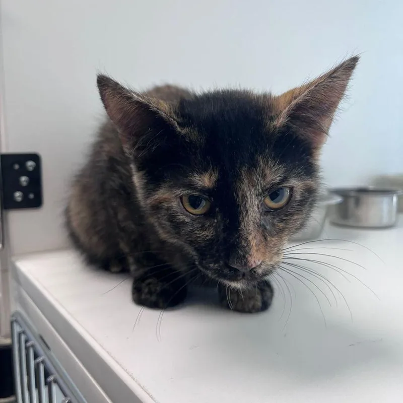 A young small-sized female Tortoiseshell Domestic Short Hair cat named Callie for adoption in Kingman, AZ