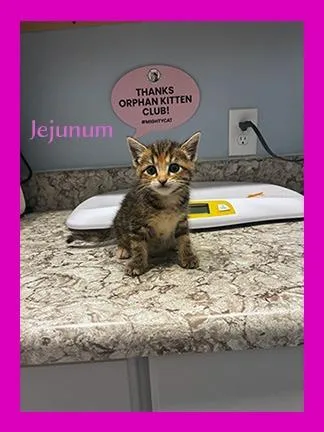 A baby medium-sized female Domestic Short Hair cat named Jejunum for adoption in Hoover , AL