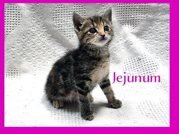 Jejunum thumbnail 2
