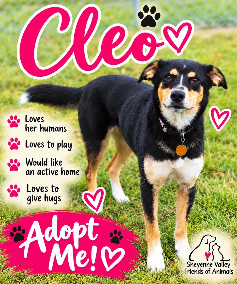 An adult medium-sized female German Shepherd Dog dog named Cleo for adoption in Valley City, ND