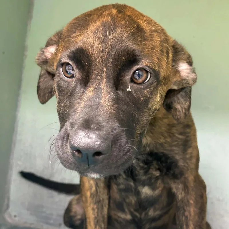 A baby small-sized female Black Mixed Breed dog named Willow for adoption in Tyler, TX