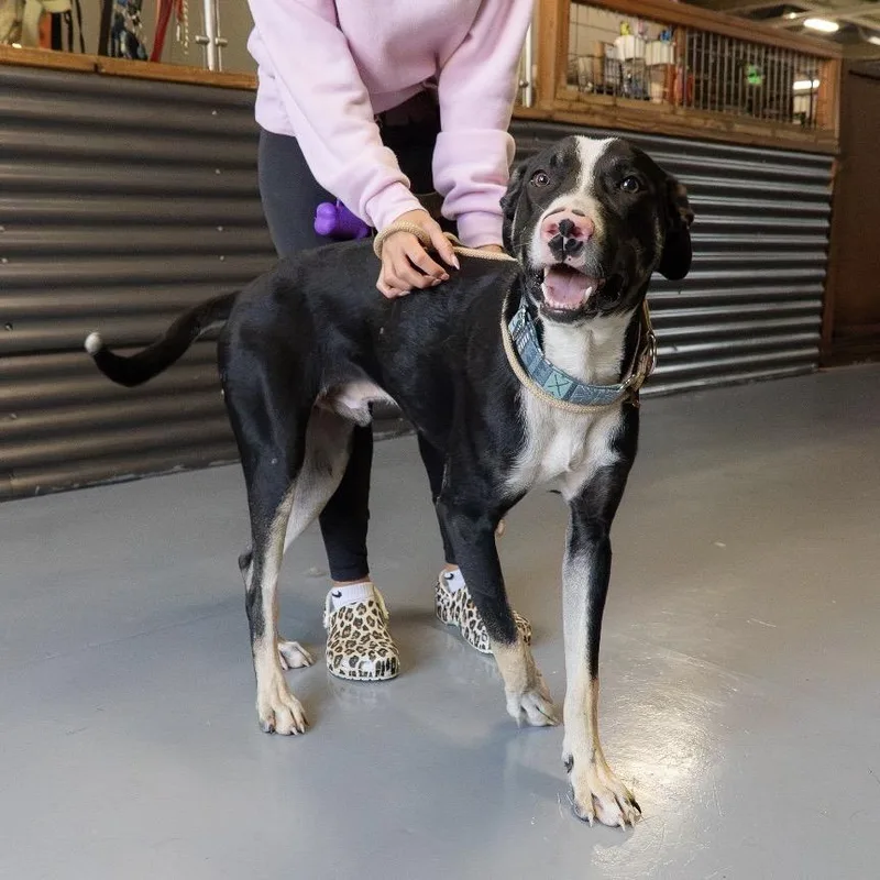A young medium-sized male Black Mixed Breed dog named Ferninand for adoption in Tacoma, WA
